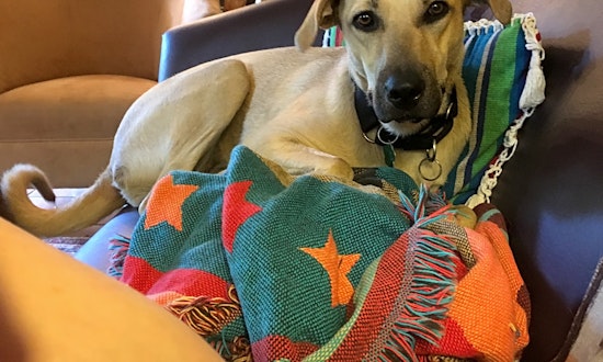 These Washington-based canines are up for adoption and in need of a good home
