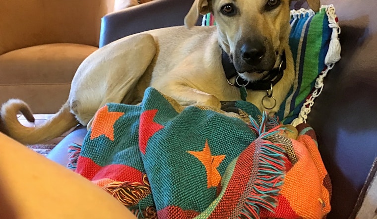 These Washington-based canines are up for adoption and in need of a good home
