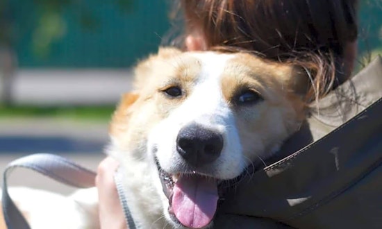 4 delightful doggies to adopt now in Philadelphia