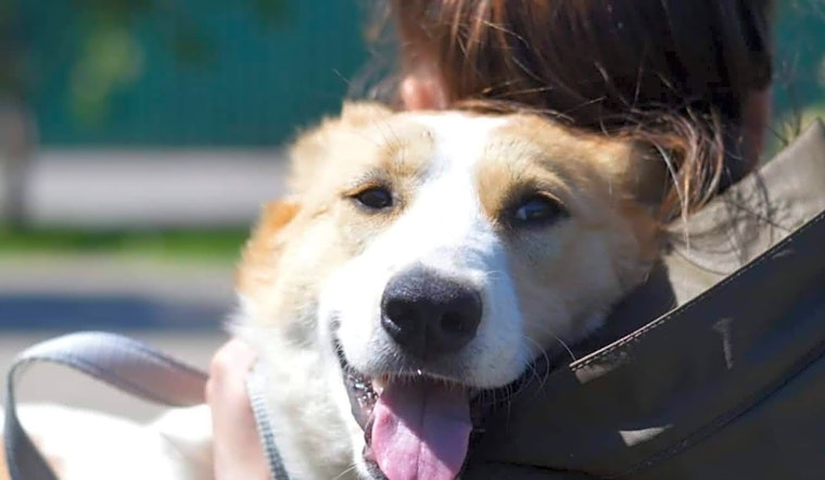 4 delightful doggies to adopt now in Philadelphia