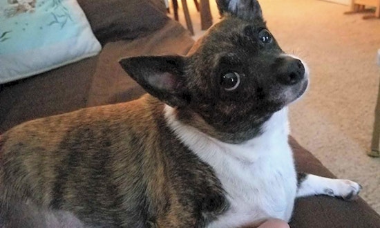5 delightful doggies to adopt now in Baltimore