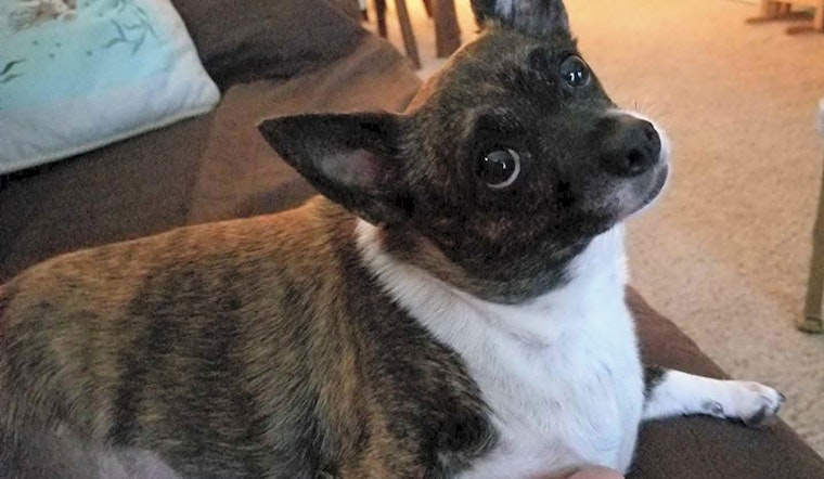 5 delightful doggies to adopt now in Baltimore