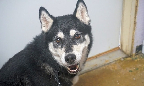 These 7 Columbus doggies are up for adoption