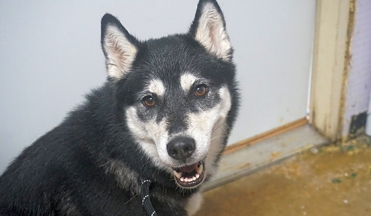 These 7 Columbus doggies are up for adoption