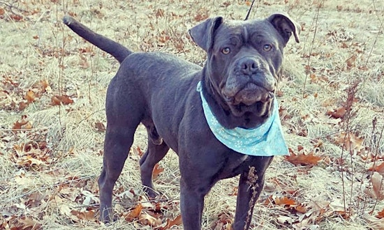 These Detroit-based pups are up for adoption and in need of a good home