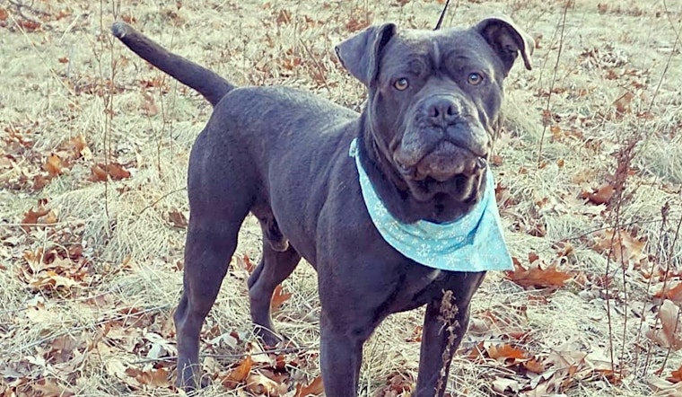 These Detroit-based pups are up for adoption and in need of a good home