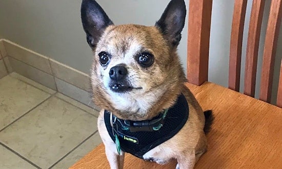 These Louisville-based pups are up for adoption and in need of a good home