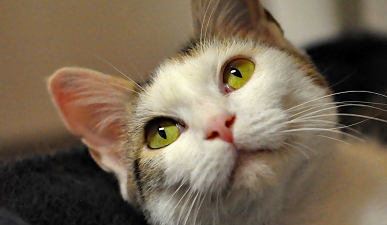 These Raleigh-based felines are up for adoption and in need of a good home