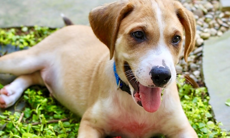 4 perfect puppies to adopt now in Atlanta