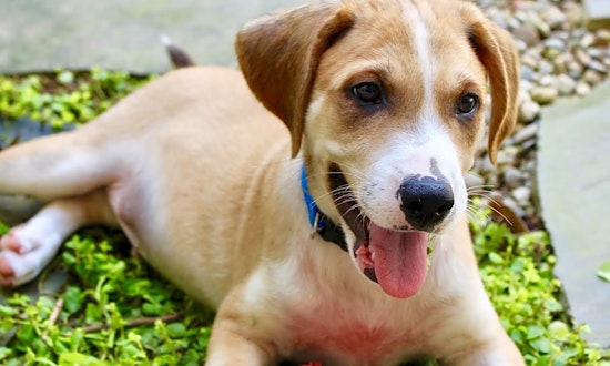 4 perfect puppies to adopt now in Atlanta