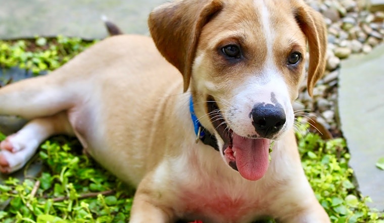 4 perfect puppies to adopt now in Atlanta