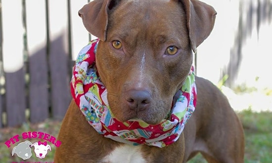 5 cuddly canines to adopt now in Jacksonville