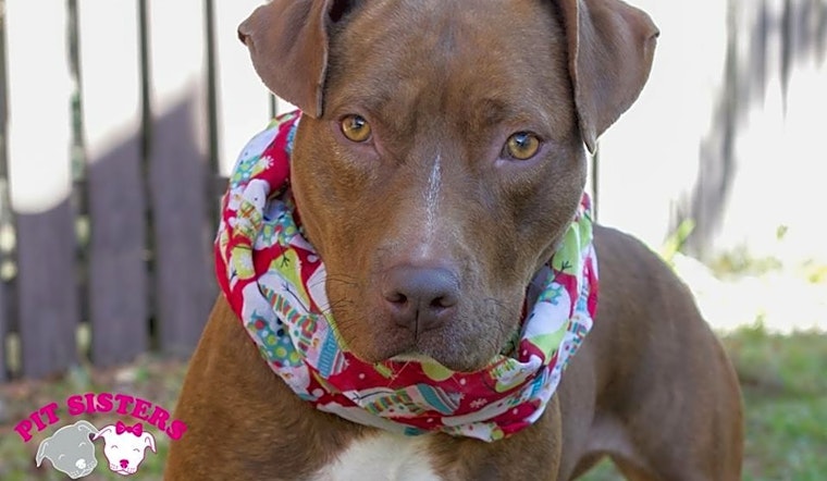 5 cuddly canines to adopt now in Jacksonville