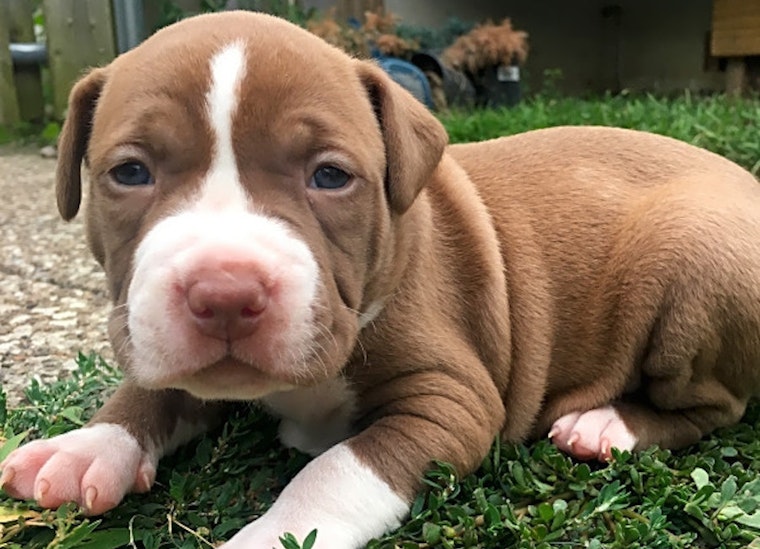 These Cleveland-based puppies are up for adoption and in need of a good home
