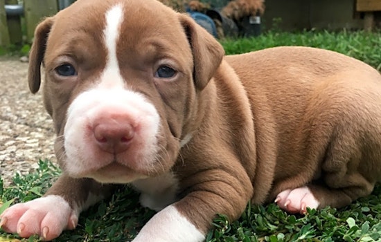 These Cleveland-based puppies are up for adoption and in need of a good home