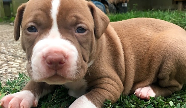 These Cleveland-based puppies are up for adoption and in need of a good home