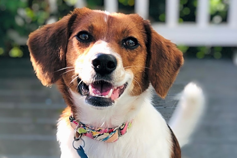 These Charlotte-based doggies are up for adoption and in need of a good home