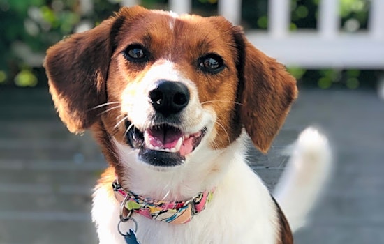 These Charlotte-based doggies are up for adoption and in need of a good home
