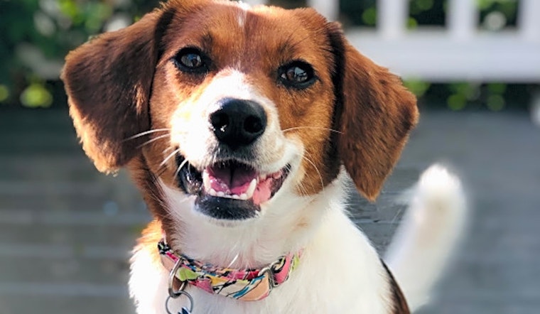 These Charlotte-based doggies are up for adoption and in need of a good home