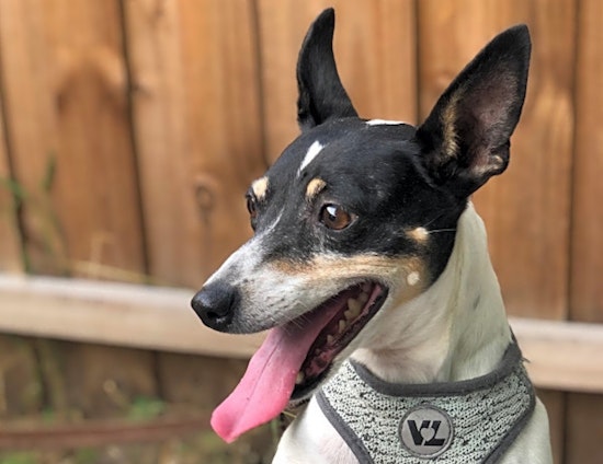 Want to adopt a pet? Here are 6 cuddly canines to adopt now in Orlando