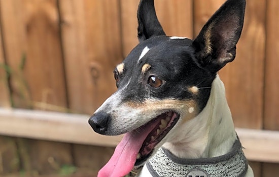 Want to adopt a pet? Here are 6 cuddly canines to adopt now in Orlando