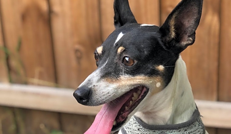 Want to adopt a pet? Here are 6 cuddly canines to adopt now in Orlando
