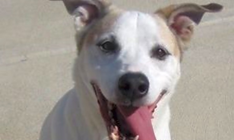 4 cuddly canines to adopt now in Indianapolis
