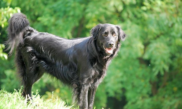 Looking to adopt a pet? Here are 6 lovable pups to adopt now in Nashville