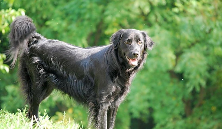 Looking to adopt a pet? Here are 6 lovable pups to adopt now in Nashville
