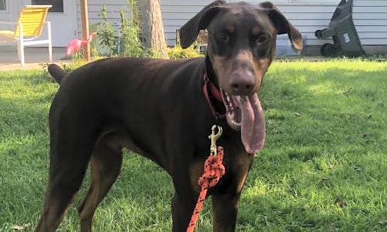 Want to adopt a pet? Here are 7 delightful doggies to adopt now in Minneapolis