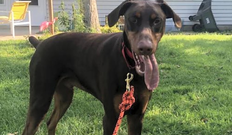 Want to adopt a pet? Here are 7 delightful doggies to adopt now in Minneapolis