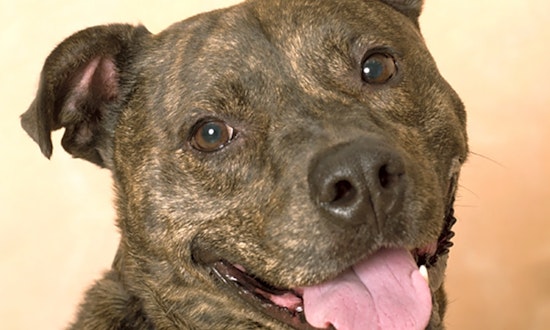 These Chicago-based canines are up for adoption and in need of a good home