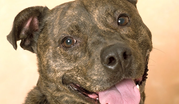 These Chicago-based canines are up for adoption and in need of a good home