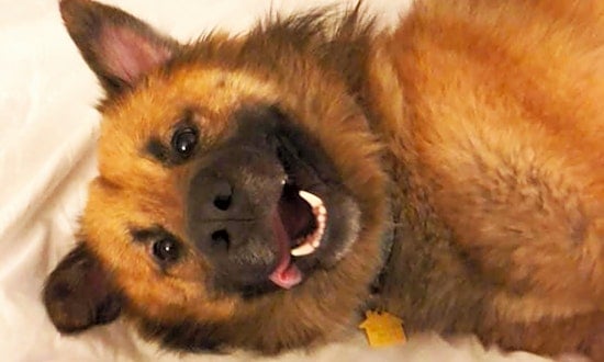 These Memphis-based pups are up for adoption and in need of a good home