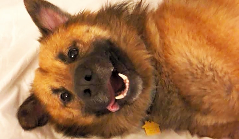 These Memphis-based pups are up for adoption and in need of a good home