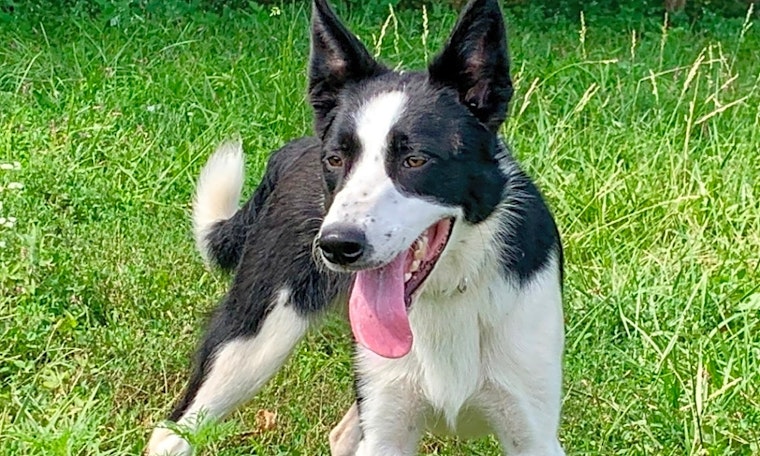 6 delightful doggies to adopt now in Kansas City