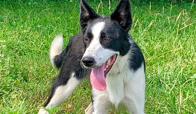 6 delightful doggies to adopt now in Kansas City