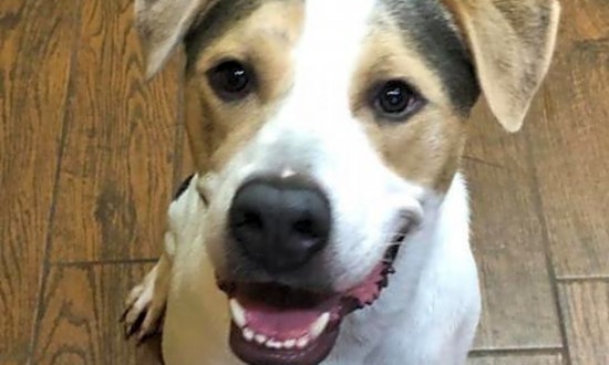 These Wichita-based dogs are up for adoption and in need of a good home
