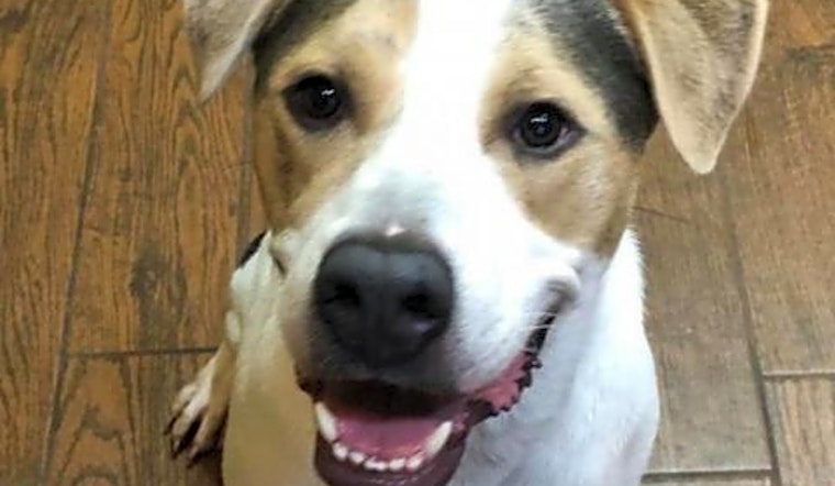 These Wichita-based dogs are up for adoption and in need of a good home