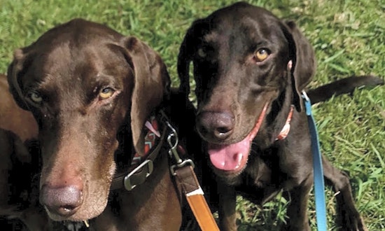 7 lovable pups to adopt now in New Orleans