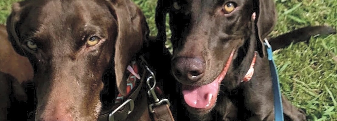 7 lovable pups to adopt now in New Orleans