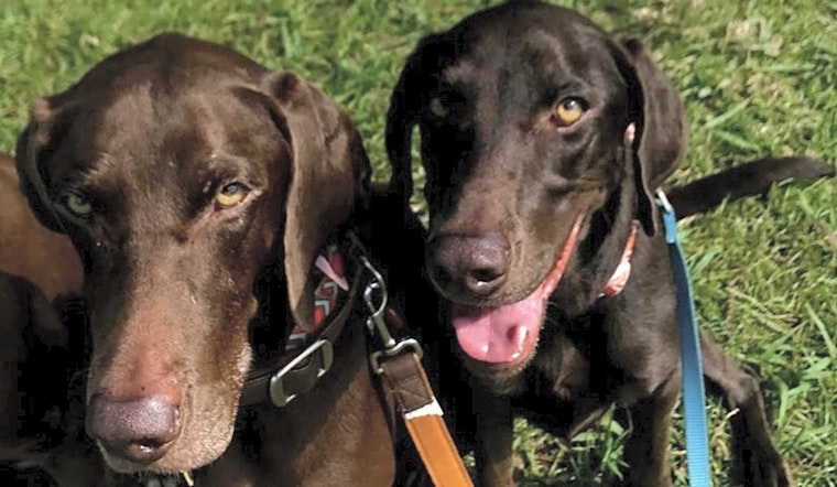 7 lovable pups to adopt now in New Orleans