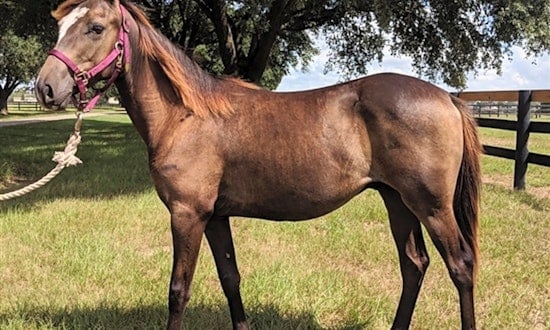 6 lovable horses to adopt now in Houston