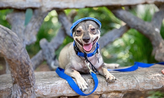 These San Antonio-based pups are up for adoption and in need of a good home