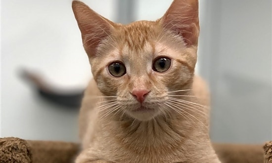 Want to adopt a pet? Here are 5 cute-as-can-be kittens to adopt now in Corpus Christi