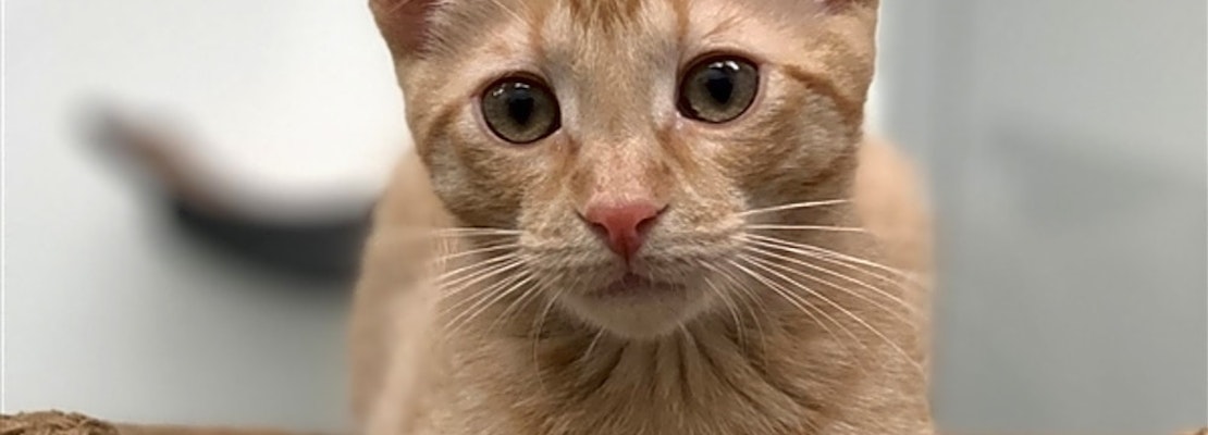 Want to adopt a pet? Here are 5 cute-as-can-be kittens to adopt now in Corpus Christi