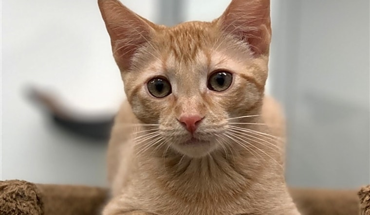 Want to adopt a pet? Here are 5 cute-as-can-be kittens to adopt now in Corpus Christi