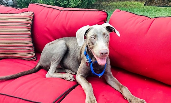 Looking to adopt a pet? Here are 5 lovable pups ready for homes now in Dallas