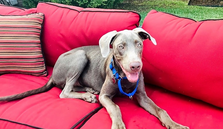 Looking to adopt a pet? Here are 5 lovable pups ready for homes now in Dallas