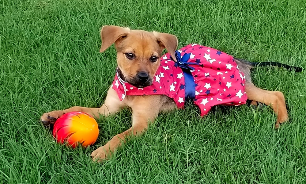 These Fort Worth-based pups are up for adoption and in need of good